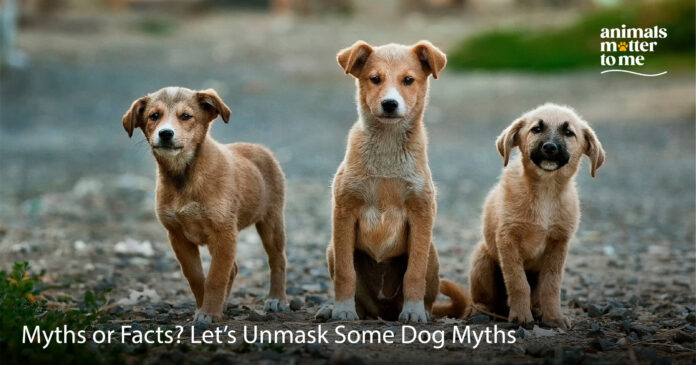 Dog Myth vs. Fact