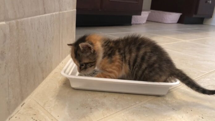 Litter Box Training