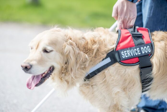 Service Dogs