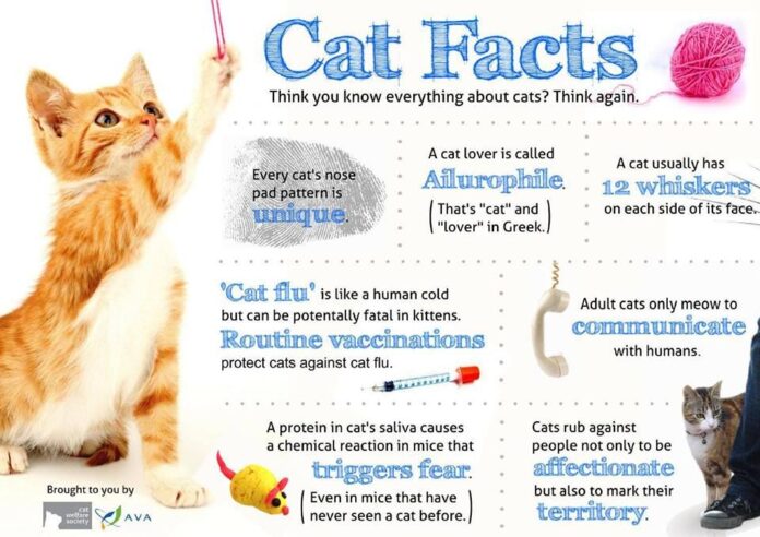 facts about cats