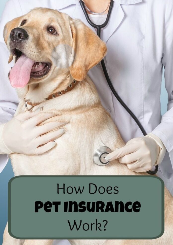 pet insurance