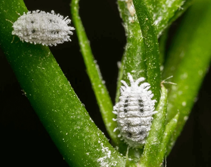 Mealybugs